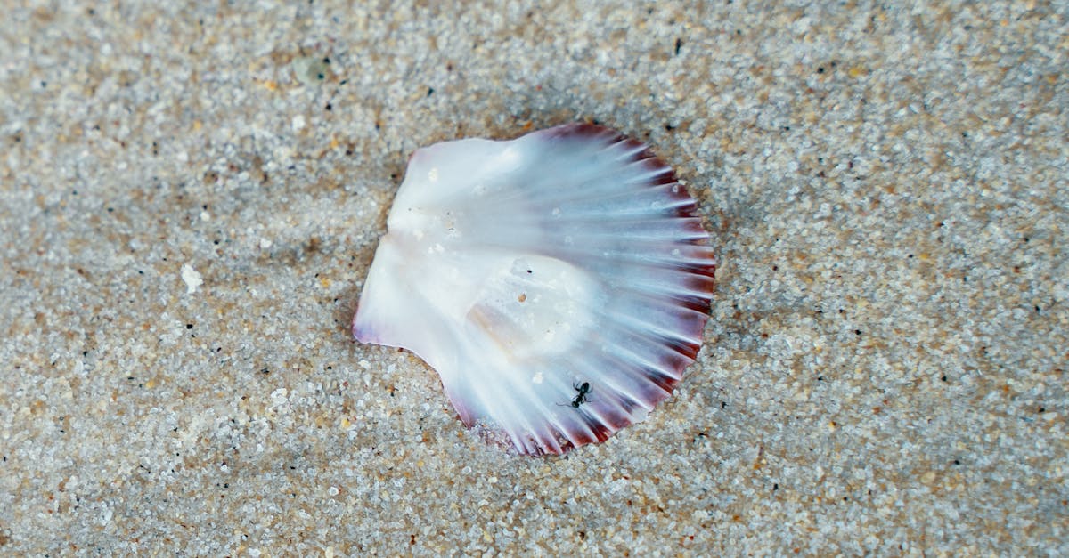 Eco-Friendly Bathroom Cleaners You Can Make at Home